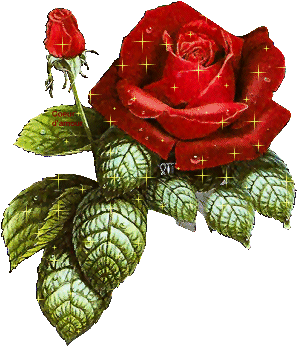 la rose
